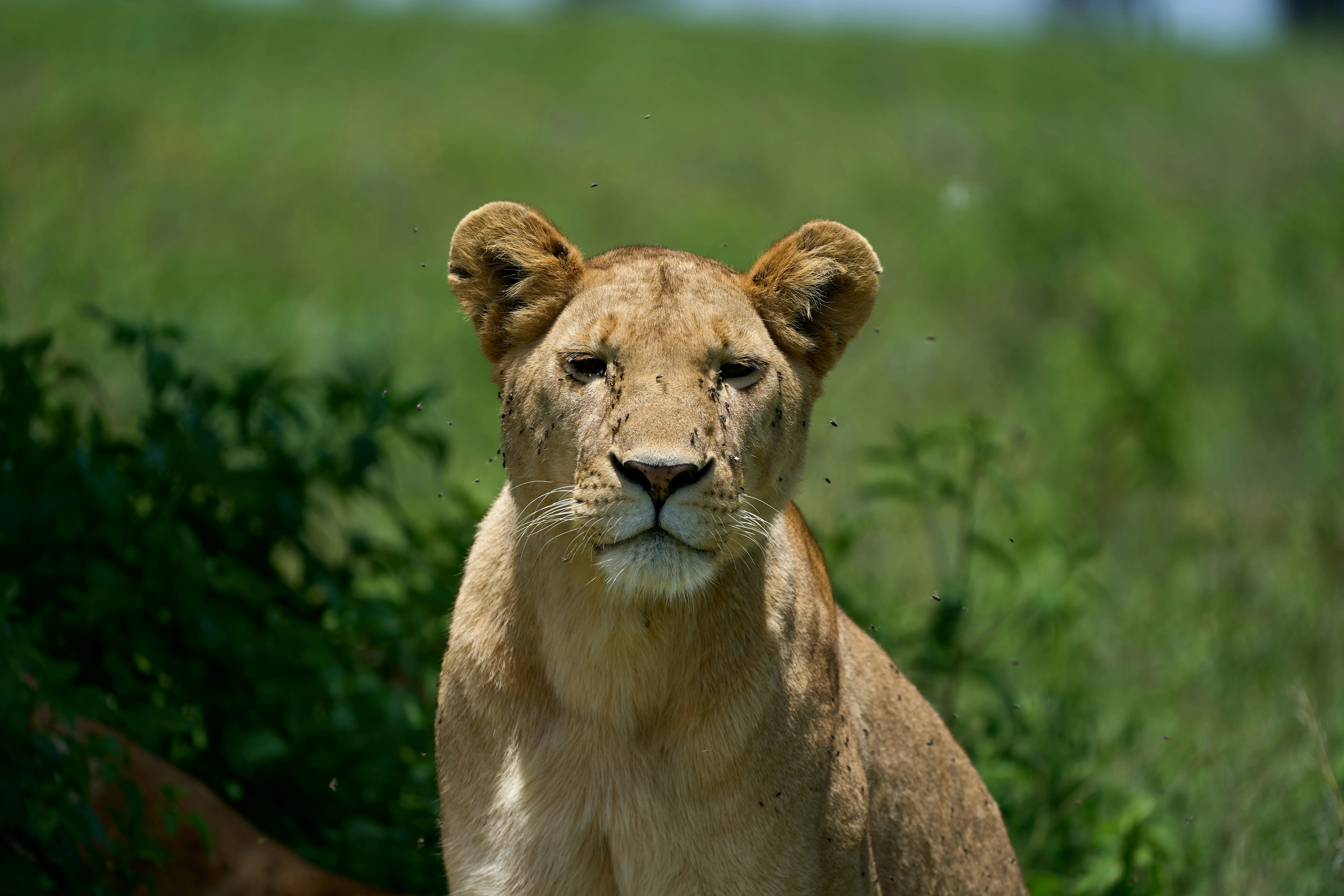 cub lion