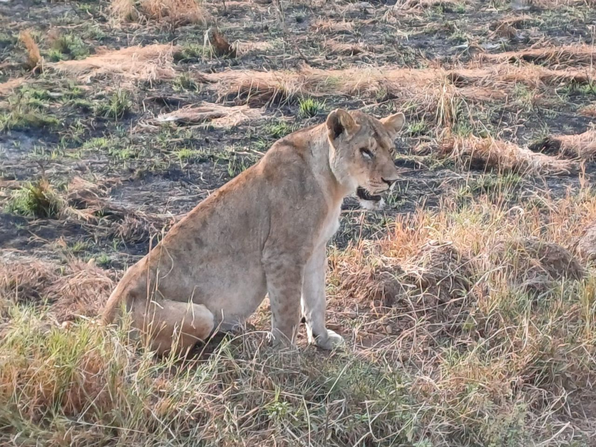 4-Day Serengeti Safari — photo 2