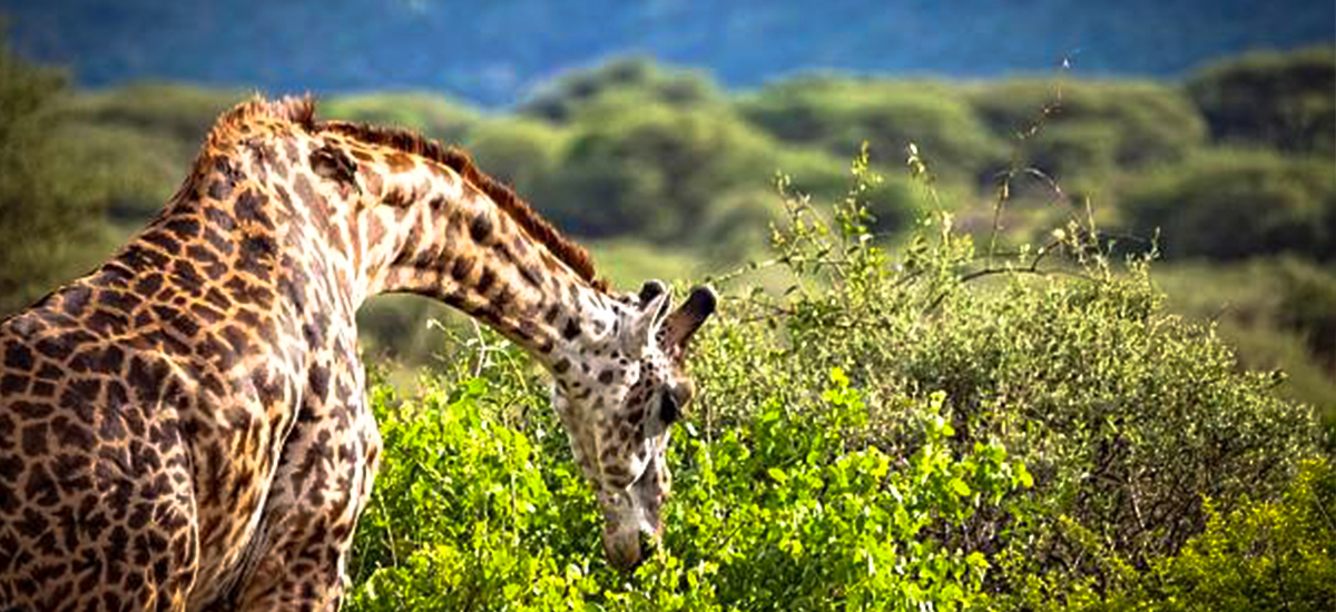 3-Day Highlights of the North Safari