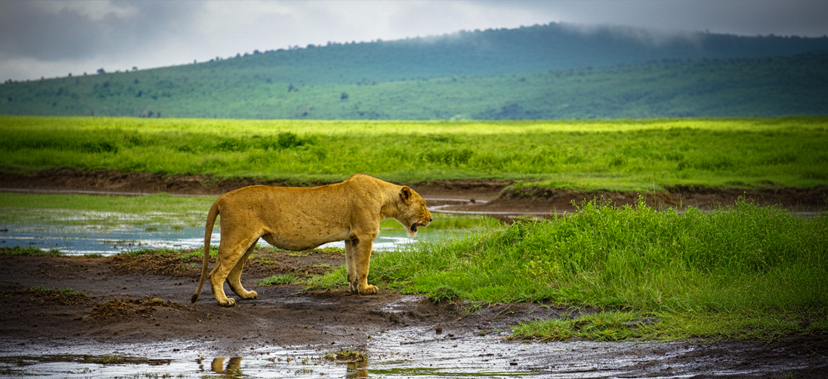 5-Day Tarangire, Lake Manyara, Serengeti & Ngorongoro