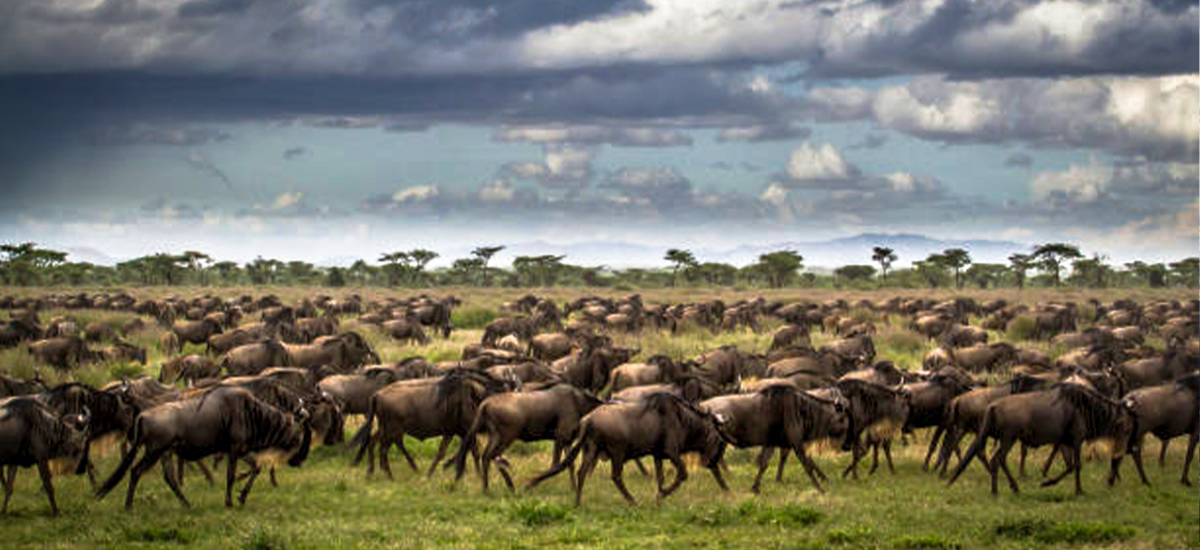 6-Day Great Migration Safari