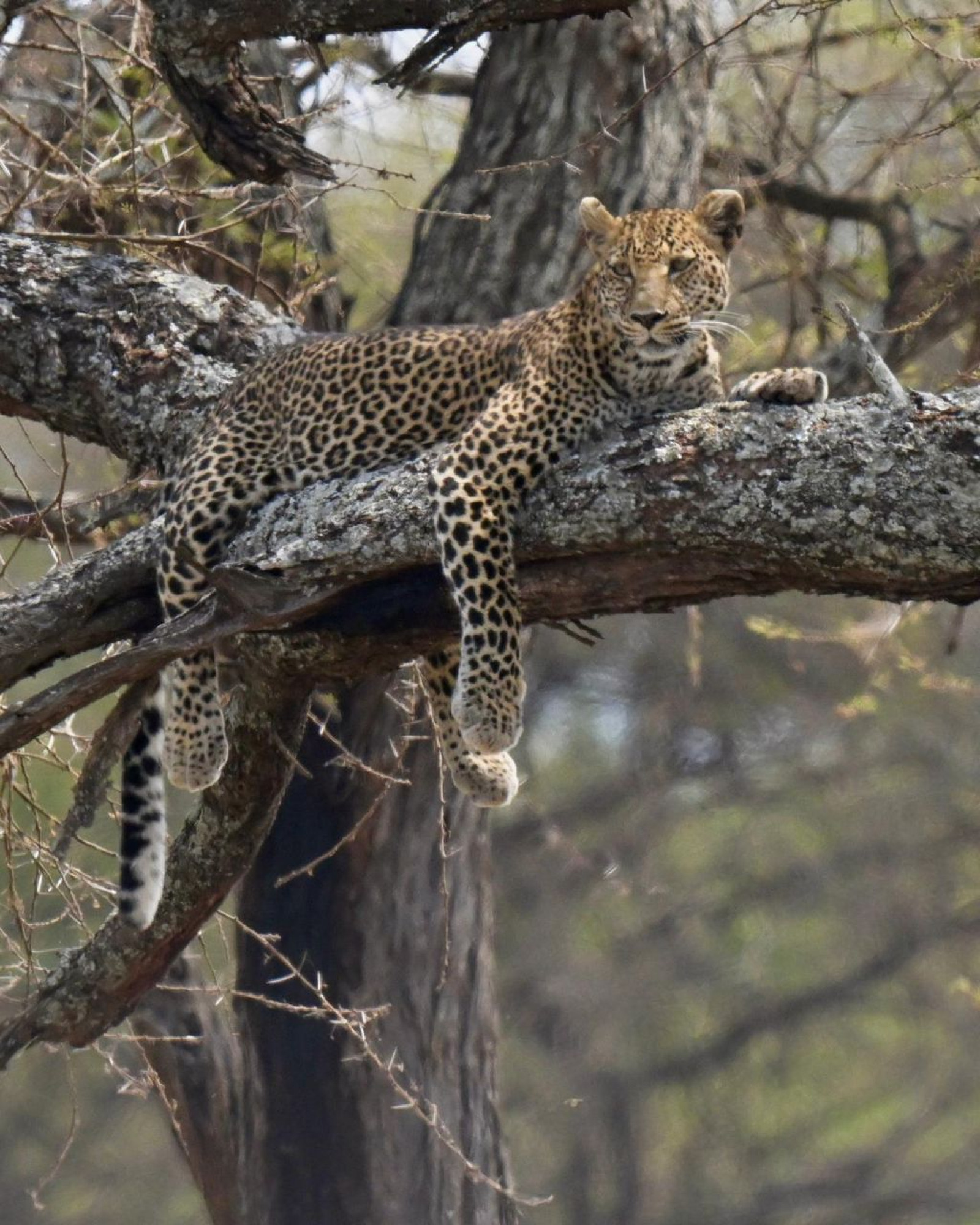 10 Tage Tansania Safari & Sansibar Auszeit — Foto 3