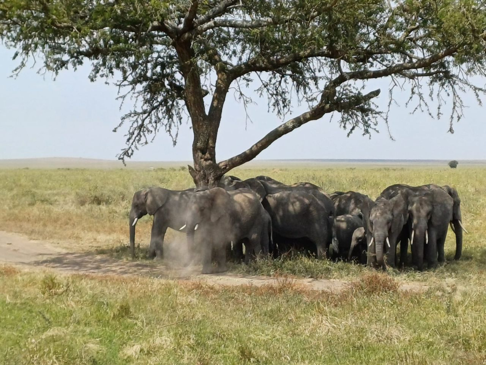 4-Day Serengeti Safari — photo 1
