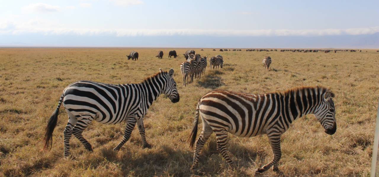 4-Day Serengeti Safari