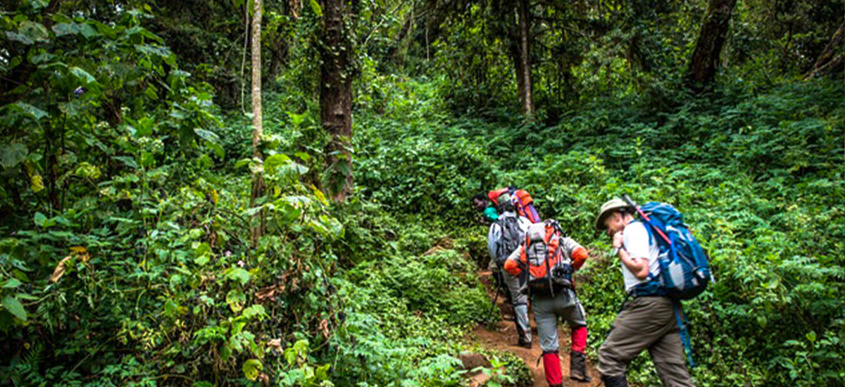 Kilimanjaro Day Hike