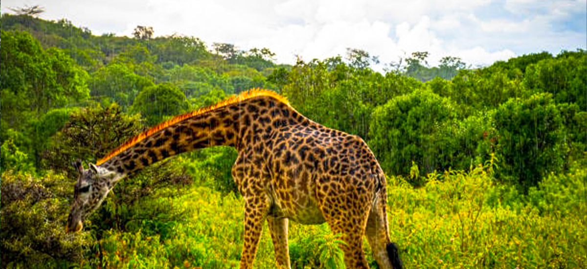 Arusha National Park Day Trip