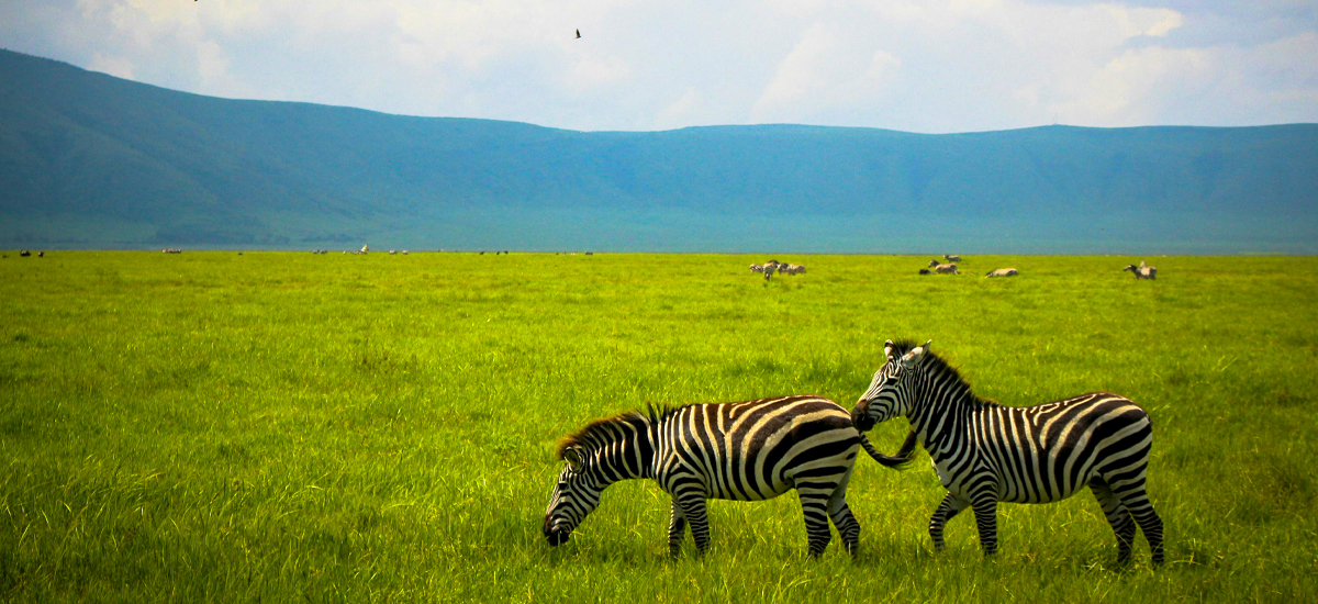 Ngorongoro Crater Day Trip Safari