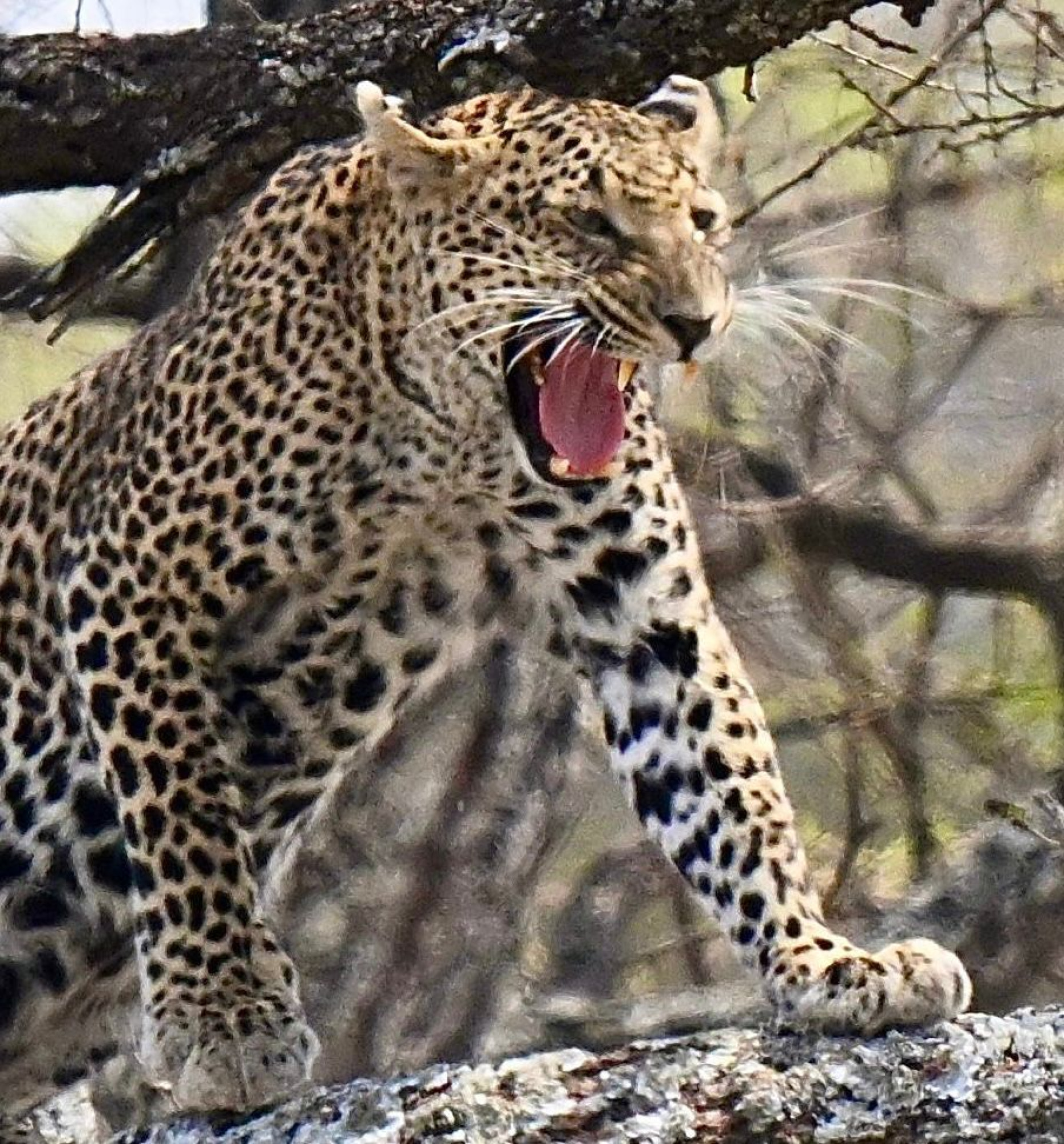 4-Day Serengeti Safari — photo 5