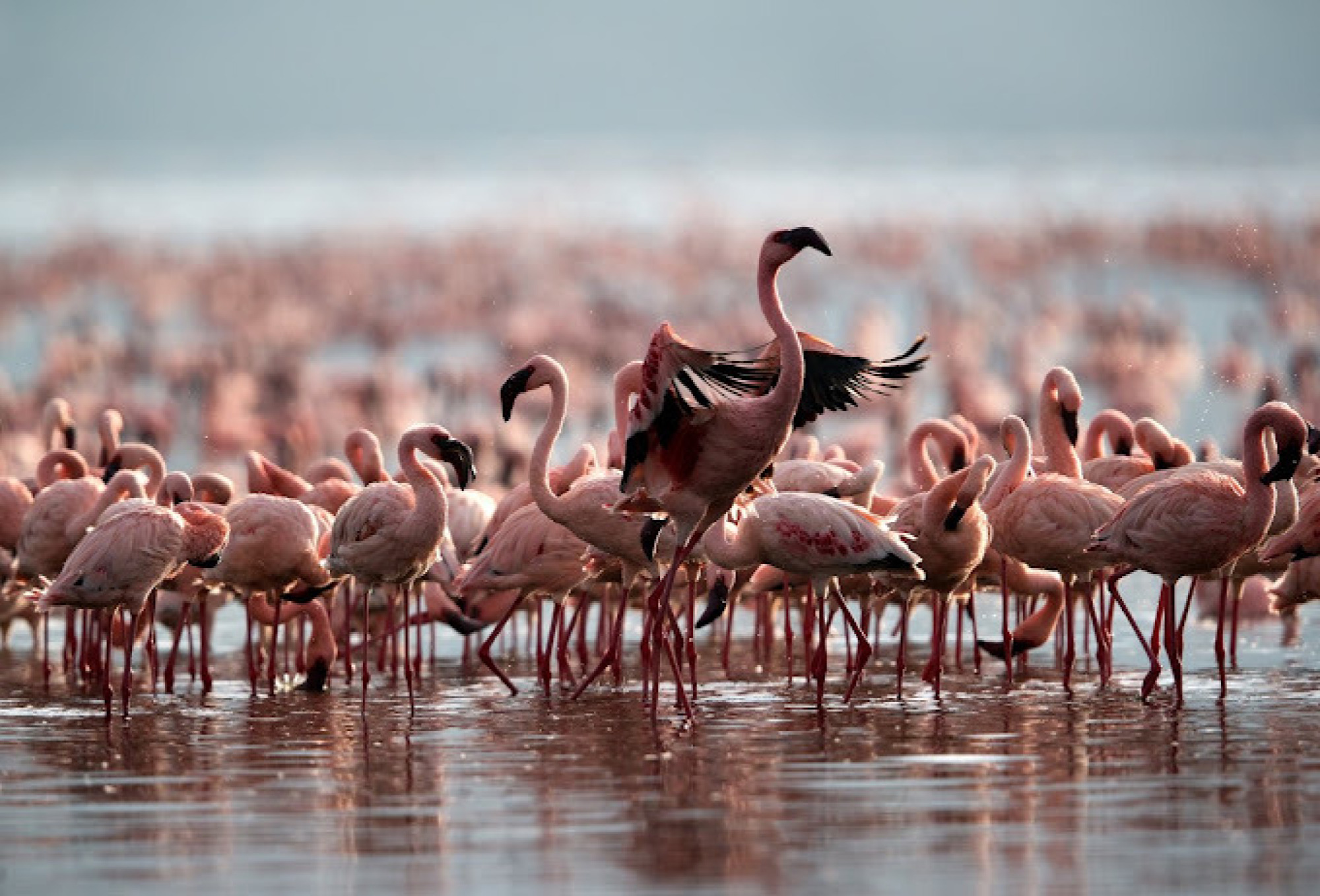 2 Days Lake Natron Safari — Foto 4