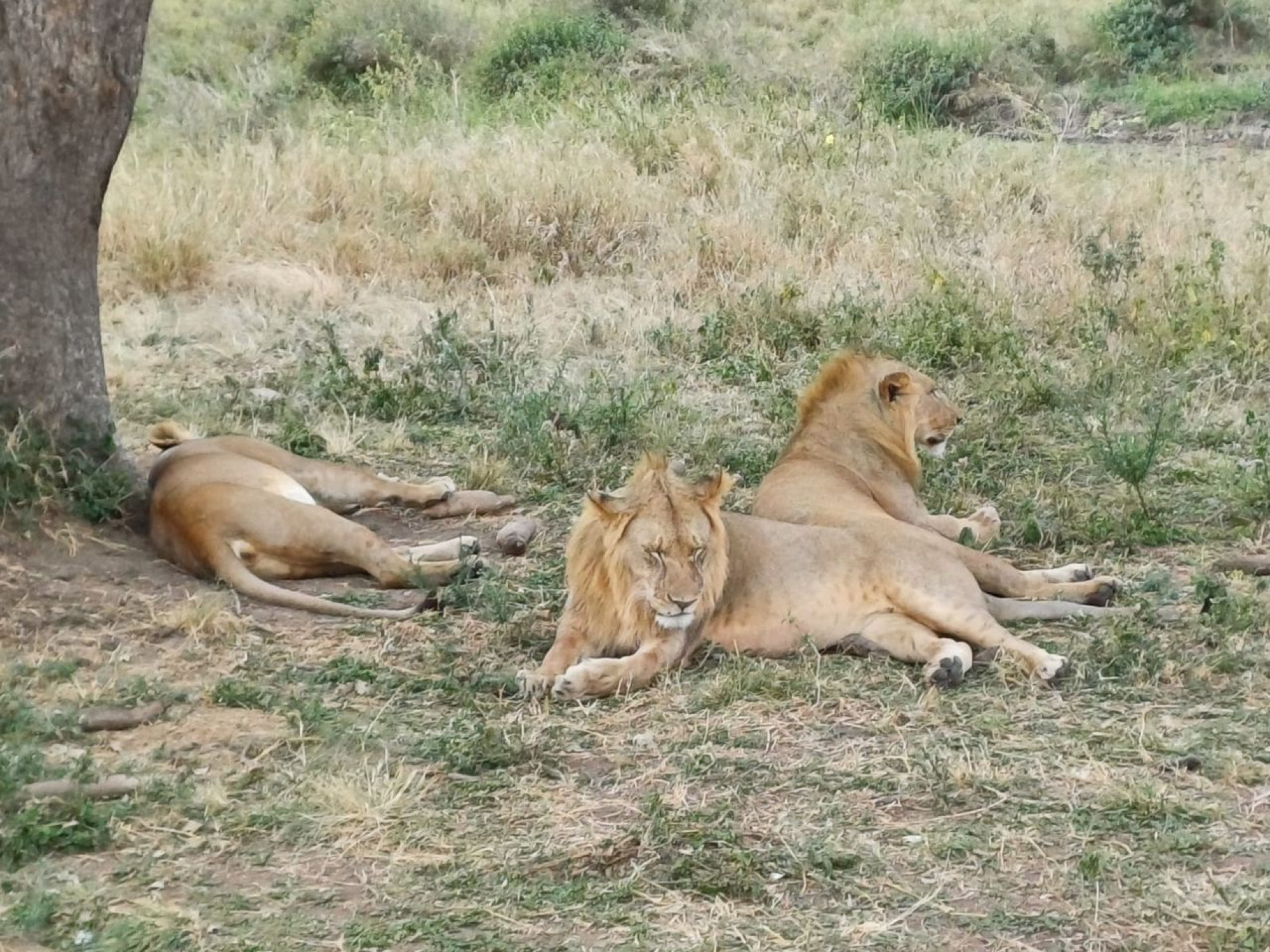 4-Day Serengeti Safari — photo 7