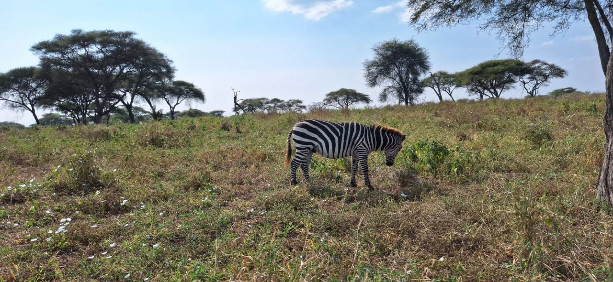 4-Day Serengeti Safari — photo 6