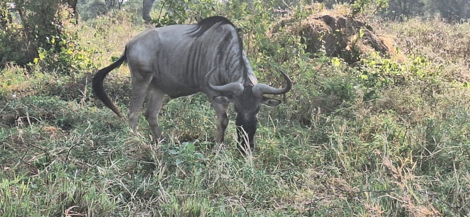 4-Day Serengeti Safari — photo 3
