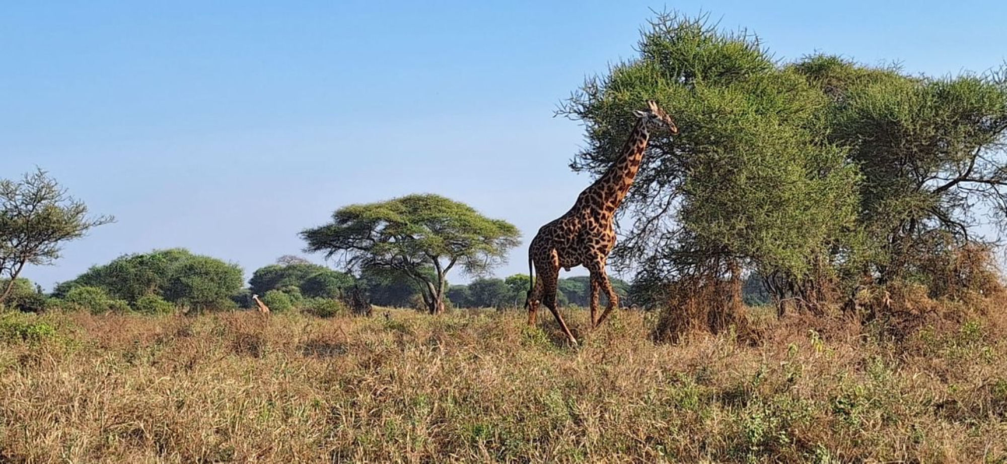 4-Day Serengeti Safari — photo 4