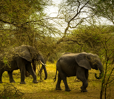 2-Day Tarangire & Ngorongoro