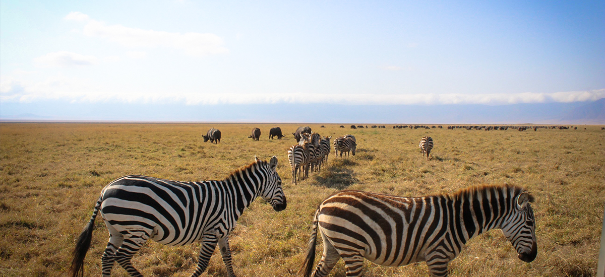 Tanzania Safaris